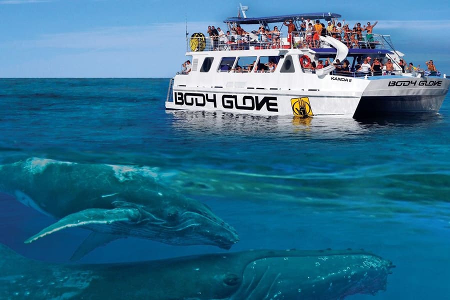 빅아일랜드│ 돌핀 와치 & 스노클링 - 바디 글로브 크루즈 사진 1